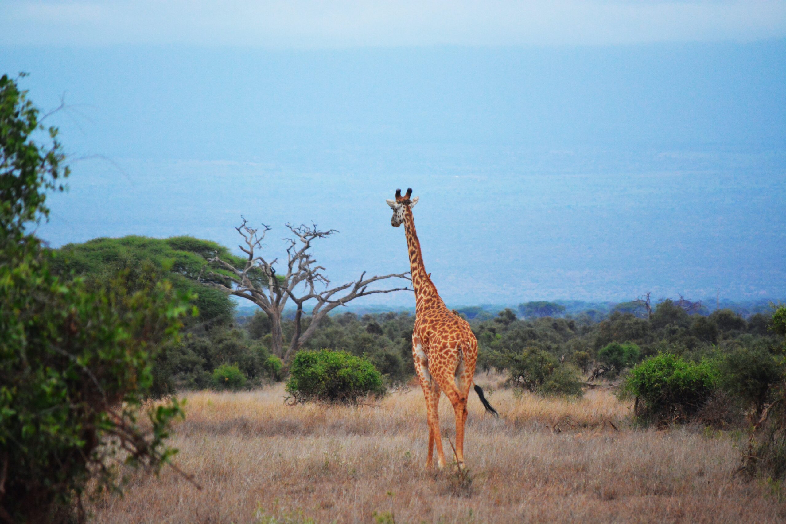 Afrique